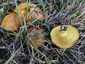 Rózsástövű fenyőtinóru (Suillus collinitus), Szigetmonostor